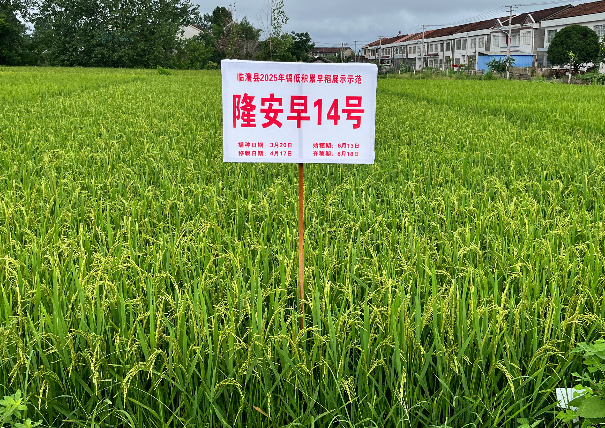 隆安早14號(hào)