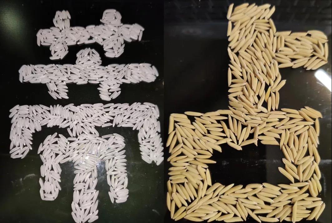 隆晶優(yōu)蒂占